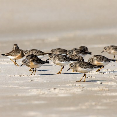 Flock of Sanderlings on Beach