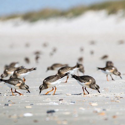 Sanderlings foraging on beach