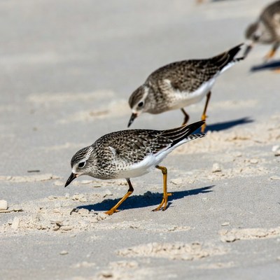 Semi-palmated Plovers on Beach