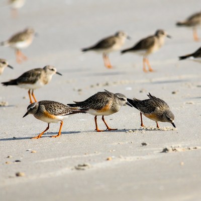 Sanderlings foraging on beach