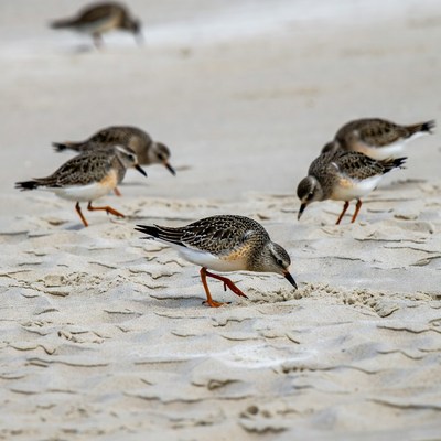Sandpipers foraging on beach sand
