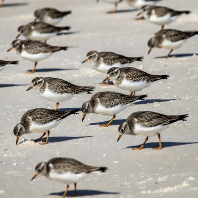 Flock of Sanderlings on Beach