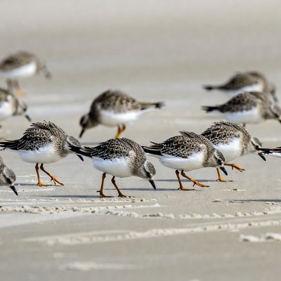 Flock of Sanderlings on Beach