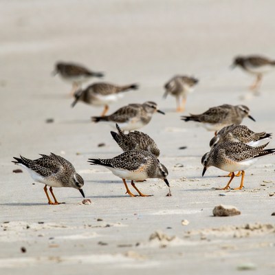 Flock of Sanderlings foraging on beach