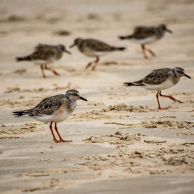 Sandpipers walking on beach sand