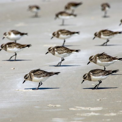 Flock of Sanderlings on Beach Sand