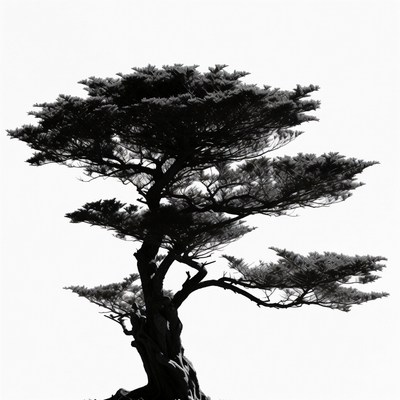 Black Silhouette of Cypress Tree