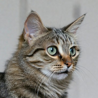 Tabby kitten with green eyes