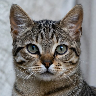 Tabby kitten with green eyes