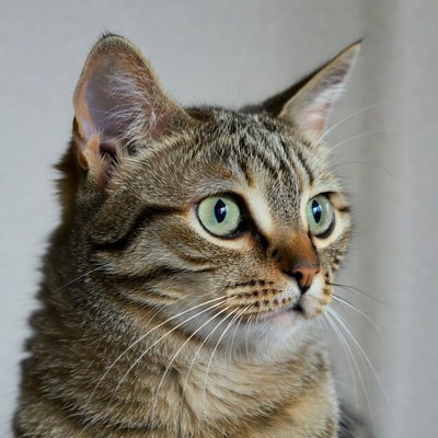 Tabby cat with green eyes