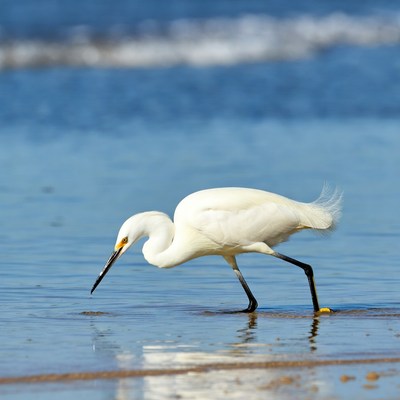 White egret foraging in shallow water