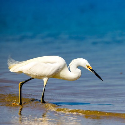 Snowy Egret Standing in Shallow Water