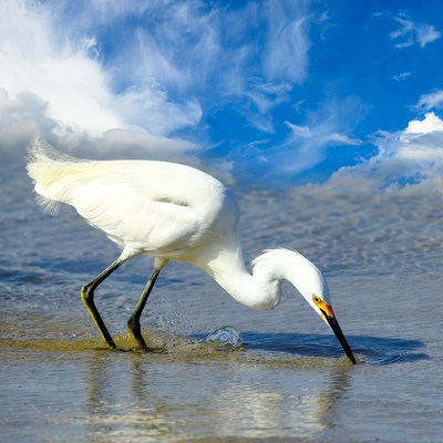White Egret Foraging in Shallow Water