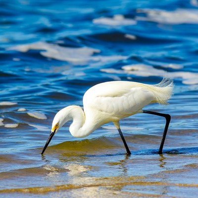 White egret foraging in shallow water