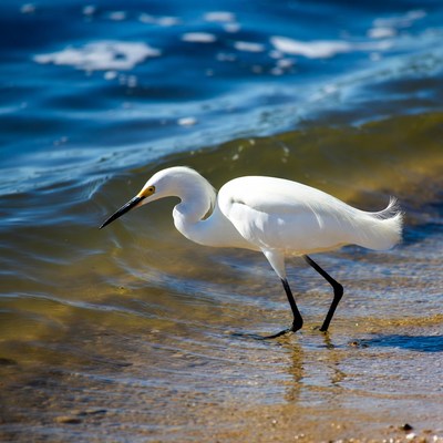 White Egret Standing by Shoreline