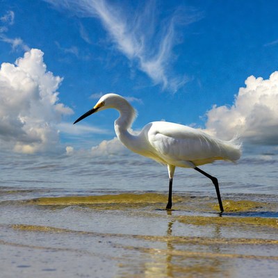White Egret Standing in Shallow Water