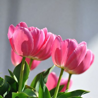 Pink Tulips on Gray Background