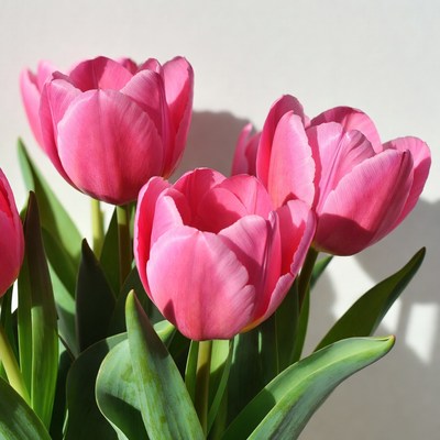 Pink tulips on white background