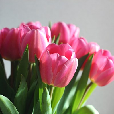 Pink Tulips Bouquet