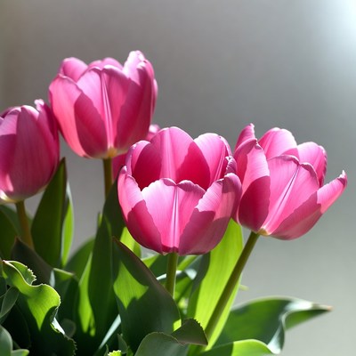 Pink Tulips Bouquet on Gray Background