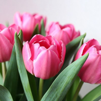 Pink Tulips Bouquet