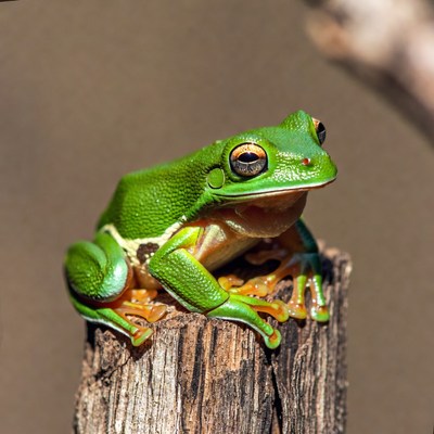 Green tree frog on stump