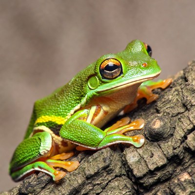 Green tree frog on branch