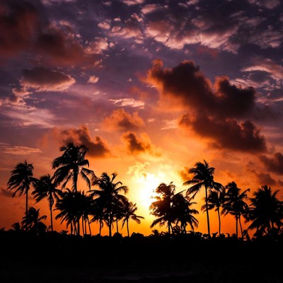 Palm Trees Silhouette Sunset Beach