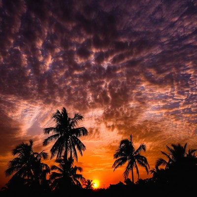 Silhouetted Palm Trees at Sunset