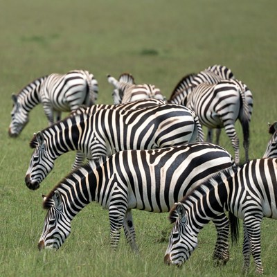 Zebras grazing in green grass