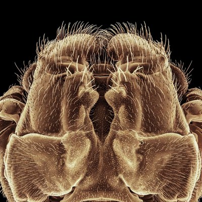 Close-up spider face macro