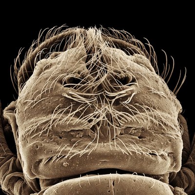 Spider face close-up SEM image