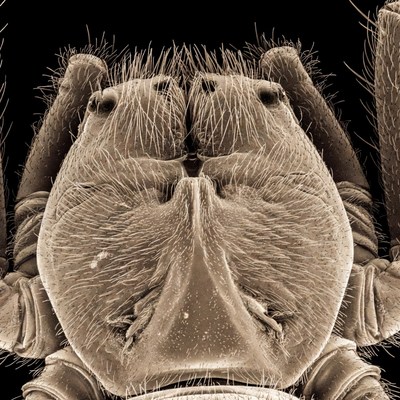 Close-up spider face