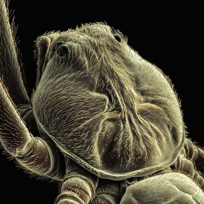 Close-up of hairy spider