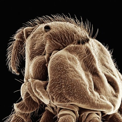 Closeup of hairy mite