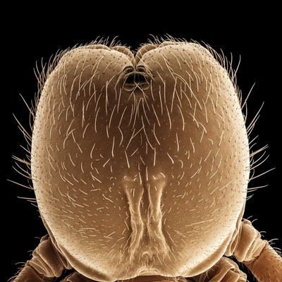 Close-up spider head macro view