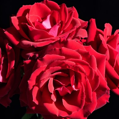 Red Roses on Black Background