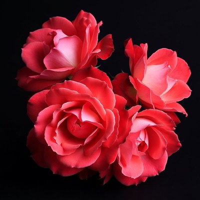 Pink Roses Bouquet on Black Background