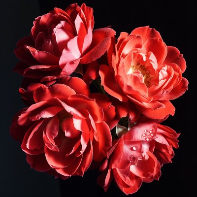 Red Roses with Dewdrops