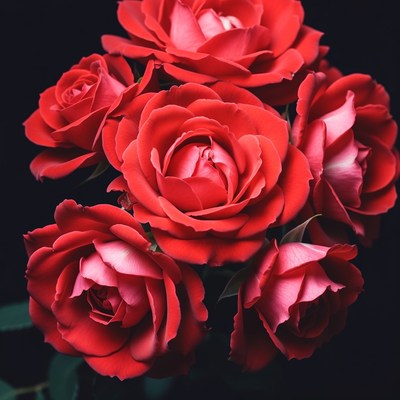 Bouquet of Red Roses