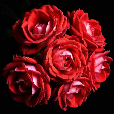Red Roses with Dew Drops