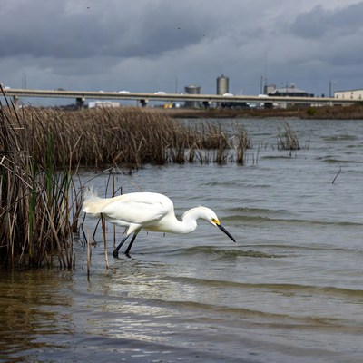 White egret foraging in marsh water
