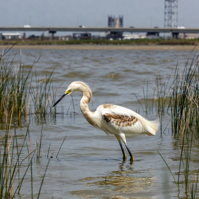 White Heron in Marsh with Bridge Background