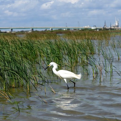 White Egret in Marsh with Bridge