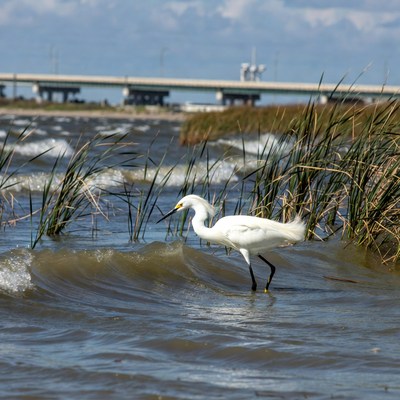 White Egret Standing in Marsh Water