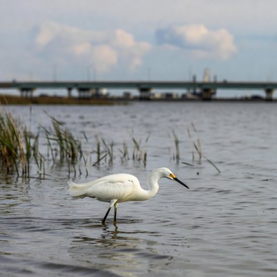 White Egret Standing in Shallow Water