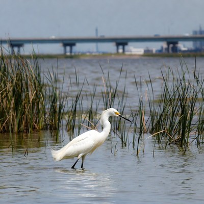White Egret Standing in Marsh Water