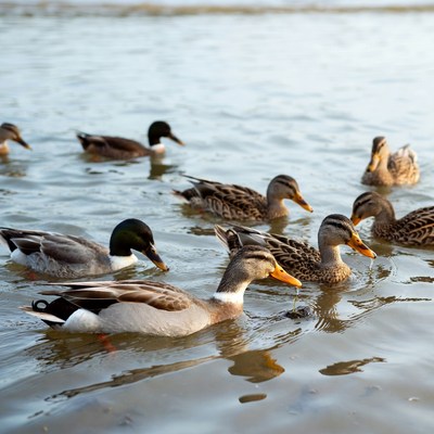 Group of ducks swimming in water