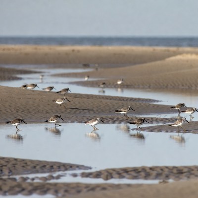 Flock of shorebirds on beach