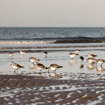Flock of sandpipers on beach